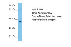 ANKRD2 Antibody, Novus Biologicals 100 &mu;L; Unconjugated:Antibodies,
